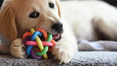 Golden retriever puppy lying on a cushion while chewing a colorful rubber toy.